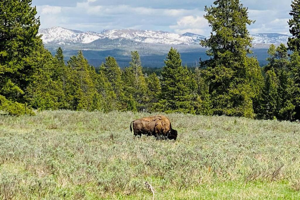 Bear Lair At Teton Valley Idaho Victor Luaran gambar